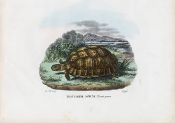 Tartaruga dalle cosce speronate, 1863-79